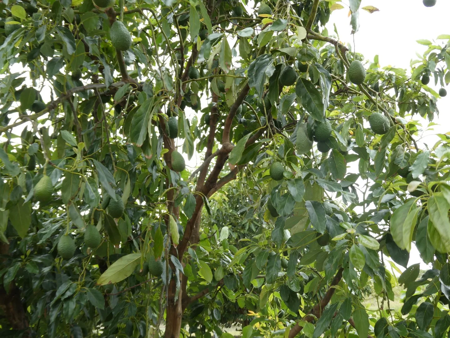 Additional image 11 of 154 Foleys Road, North Gregory QLD 4660