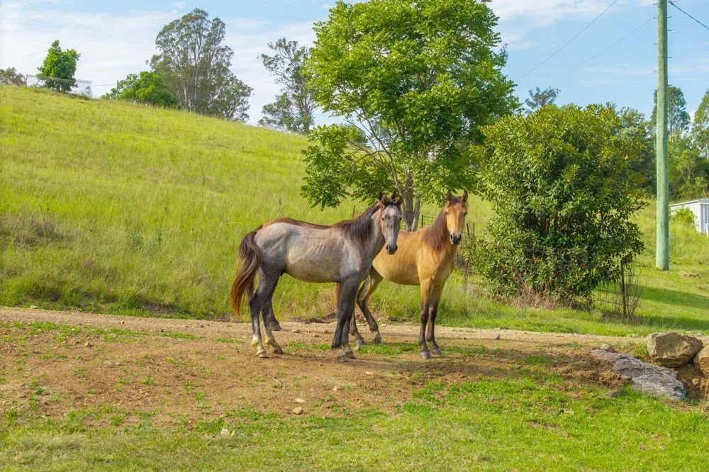 Additional image 3 of 7366 Oxley Highway, Mount Seaview NSW 2446