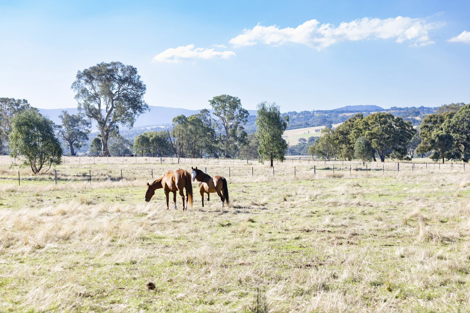 Additional image 5 of 445 Old Tolmie Road, Barwite VIC 3722