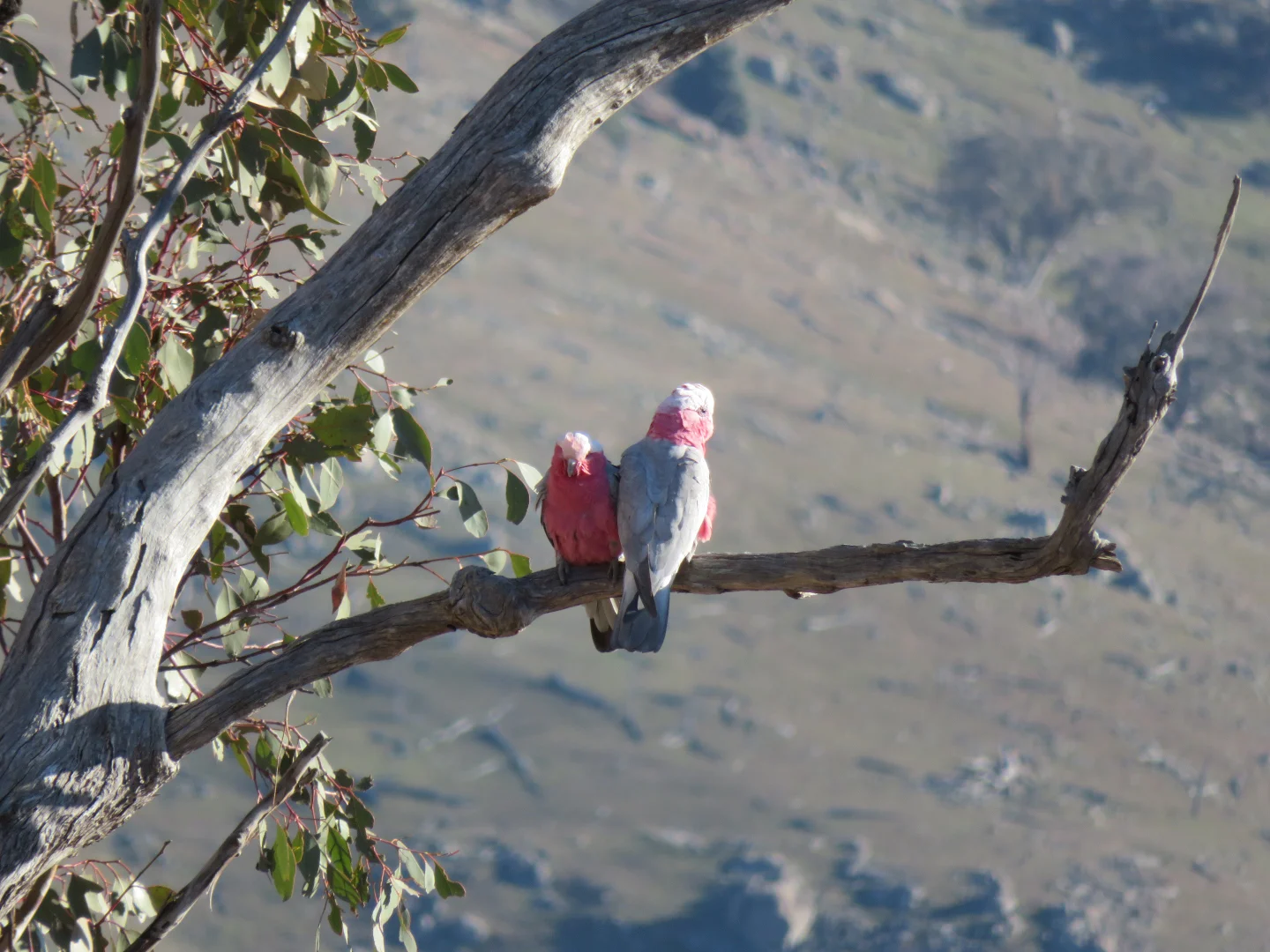 Additional image 13 of 210 Burns Road, Ullamalla, Mudgee NSW 2850