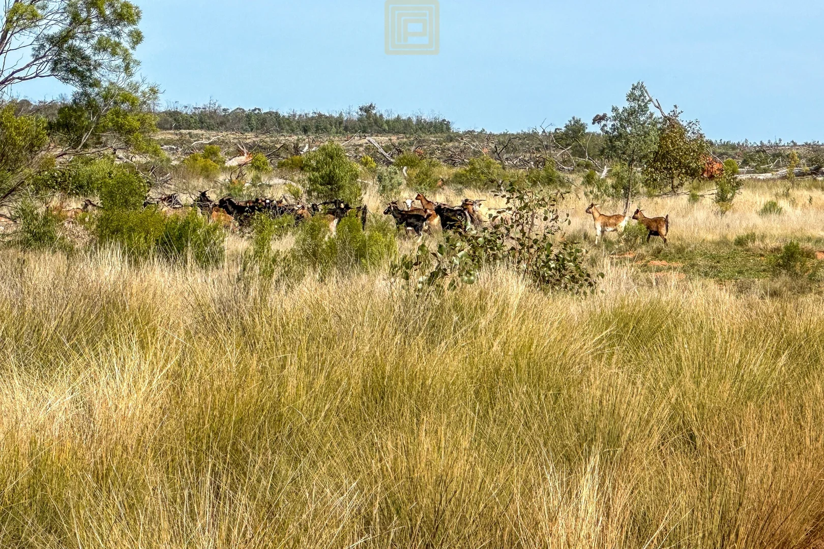 Additional image 19 of KOOREGAH STATION Yarrandale Road, Hermidale NSW 2831