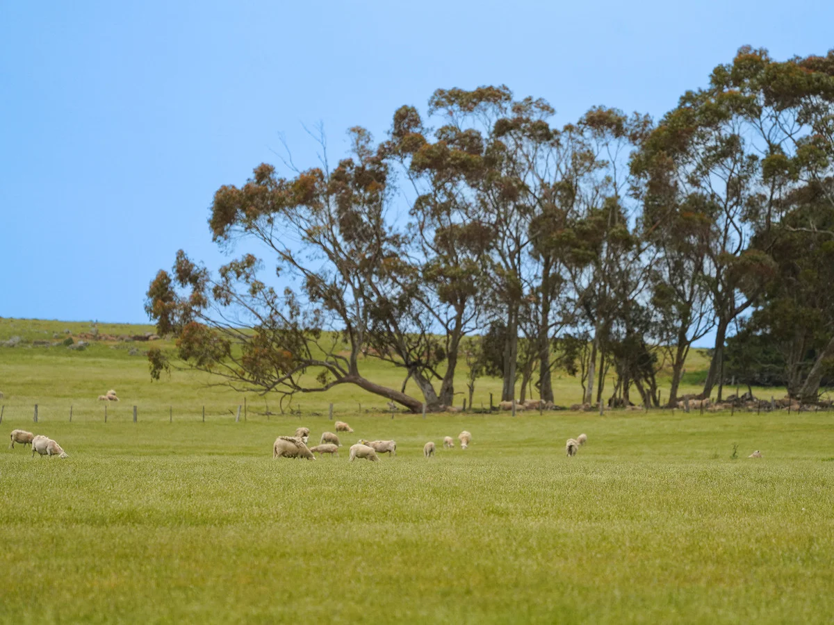 Additional image 8 of Huf's Back Lane, Warrayure VIC 3301