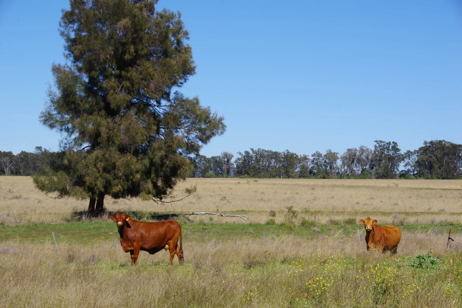 Additional image 33 of 635 Mayfield Road, Narrabri NSW 2390