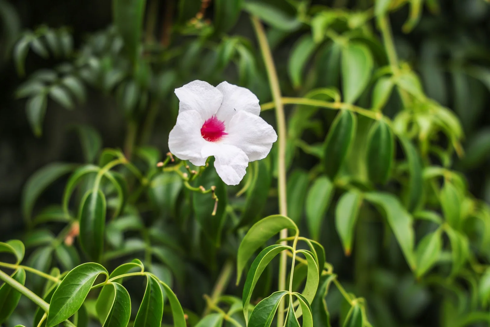 Additional image 28 of 19 Blackmore Avenue, Leongatha VIC 3953