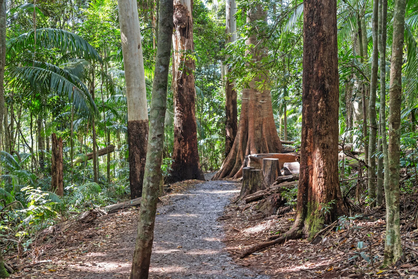 Additional image 11 of 28 Southport Avenue, Tamborine Mountain QLD 4272