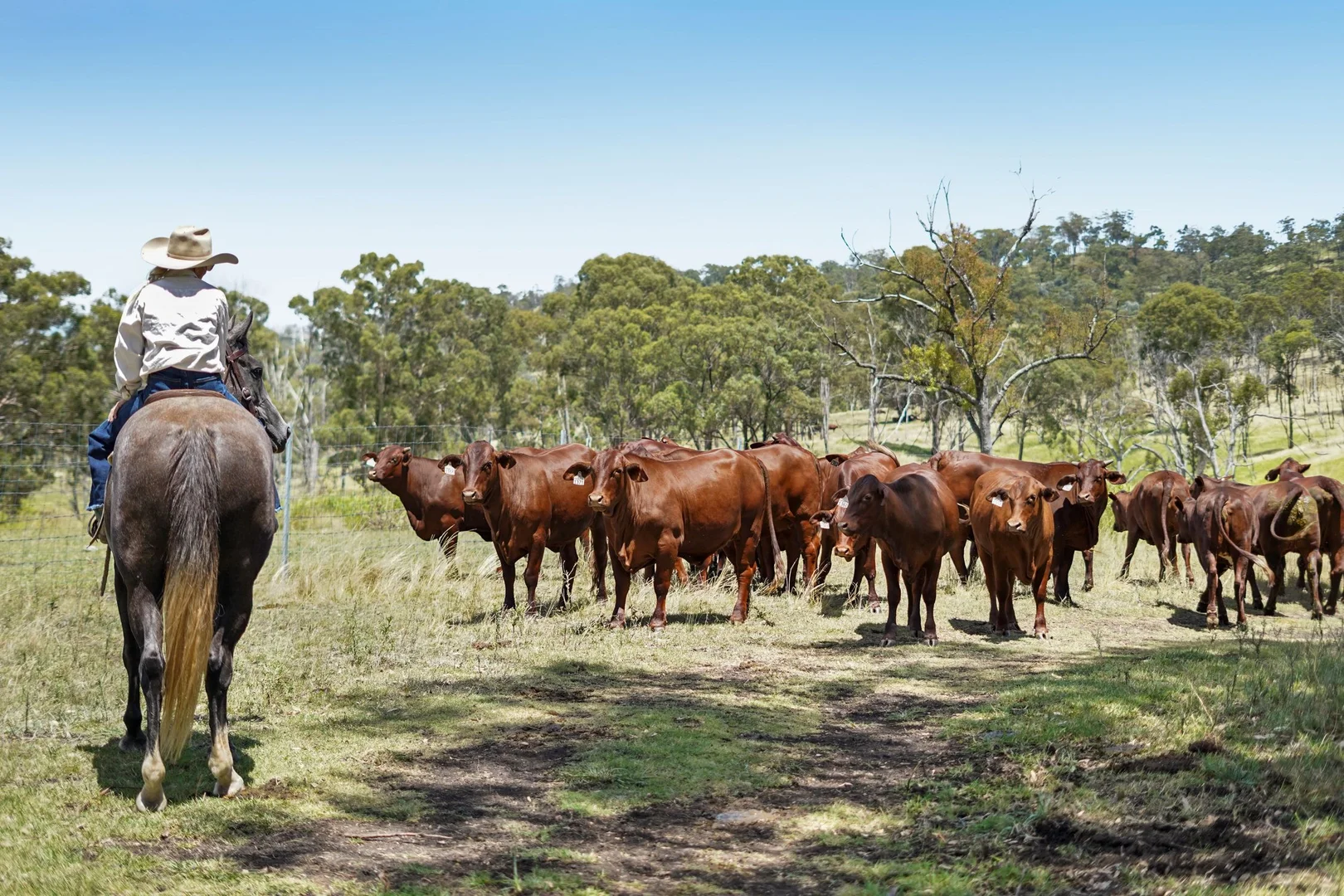 Additional image 7 of "PARADISE" 256 Paradise Road, Mount Sylvia QLD 4343