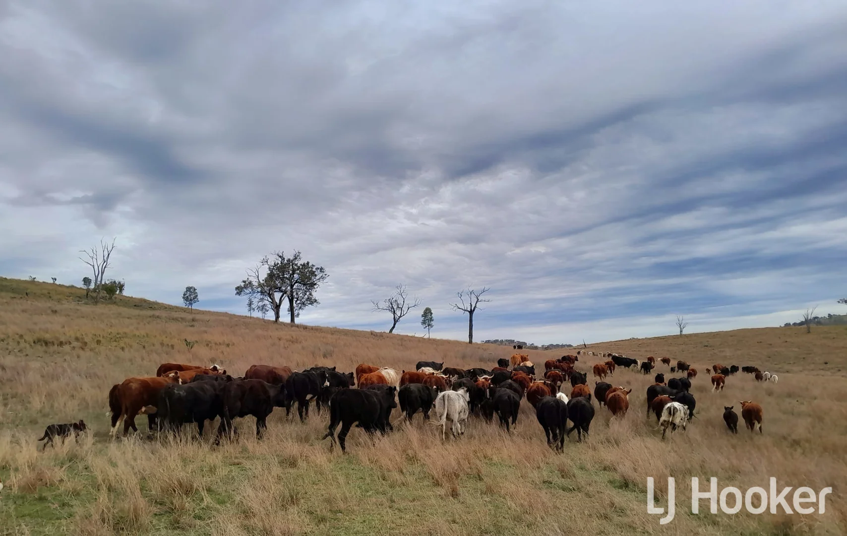Additional image 10 of 557 Pindari Dam Road, Inverell NSW 2360