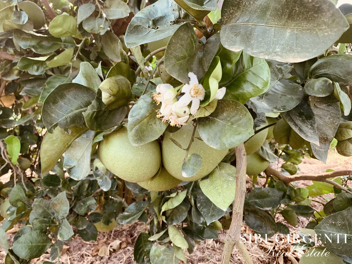 Additional image 12 of 1611 Mareeba-Dimbulah, Arriga QLD 4880