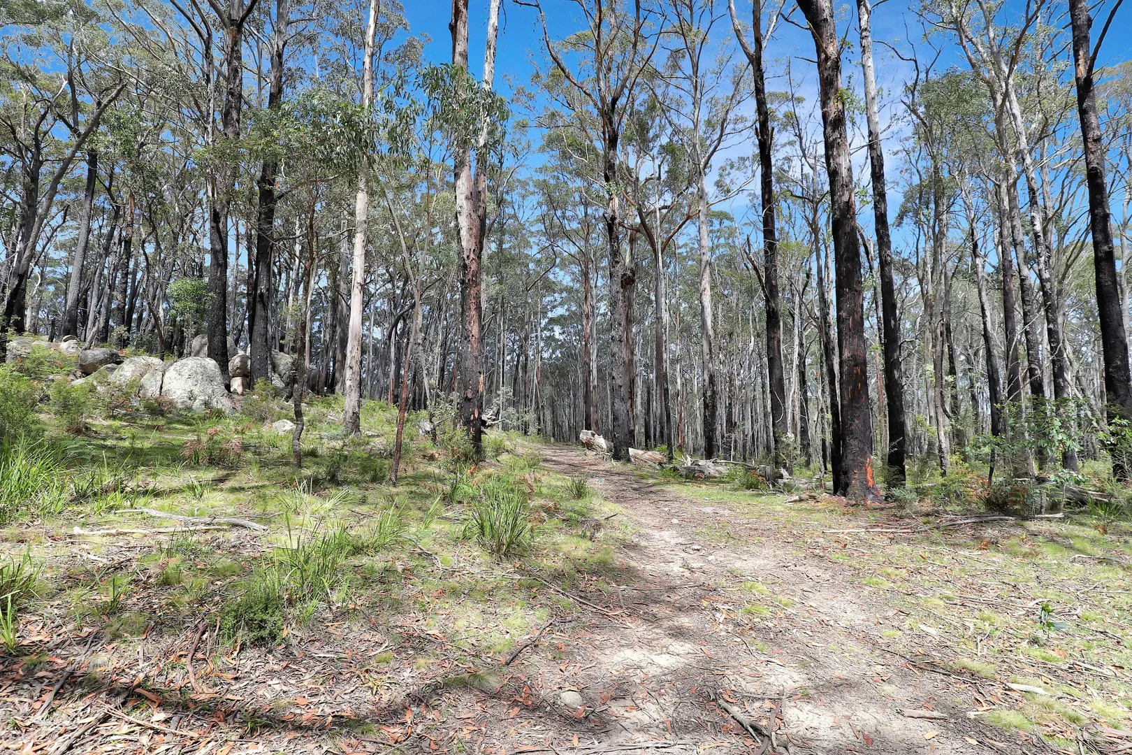 Additional image 21 of Lot 51 Tantawangalo Mountain Road, Cathcart NSW 2632