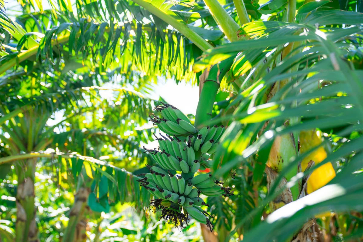 Additional image 6 of 20 Puhos Road, Sandy Beach NSW 2456