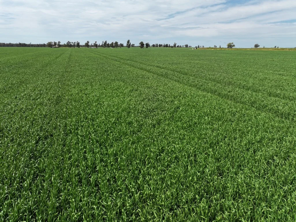 Additional image 13 of 849 Brushwood North Rd, Coolamon NSW 2701