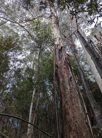 Additional image 18 of Strathblane TAS 7109