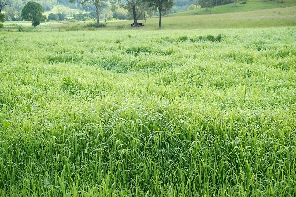 Additional image 6 of 1023 Iron Pot Creek Rd, Kyogle NSW 2474