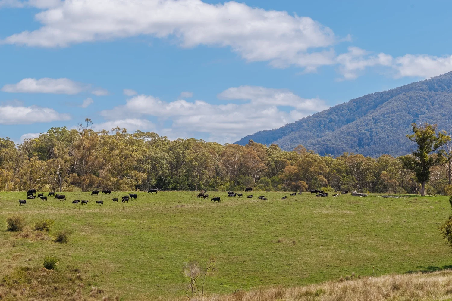 Additional image 22 of 2499 Towamba Rd, Towamba NSW 2550