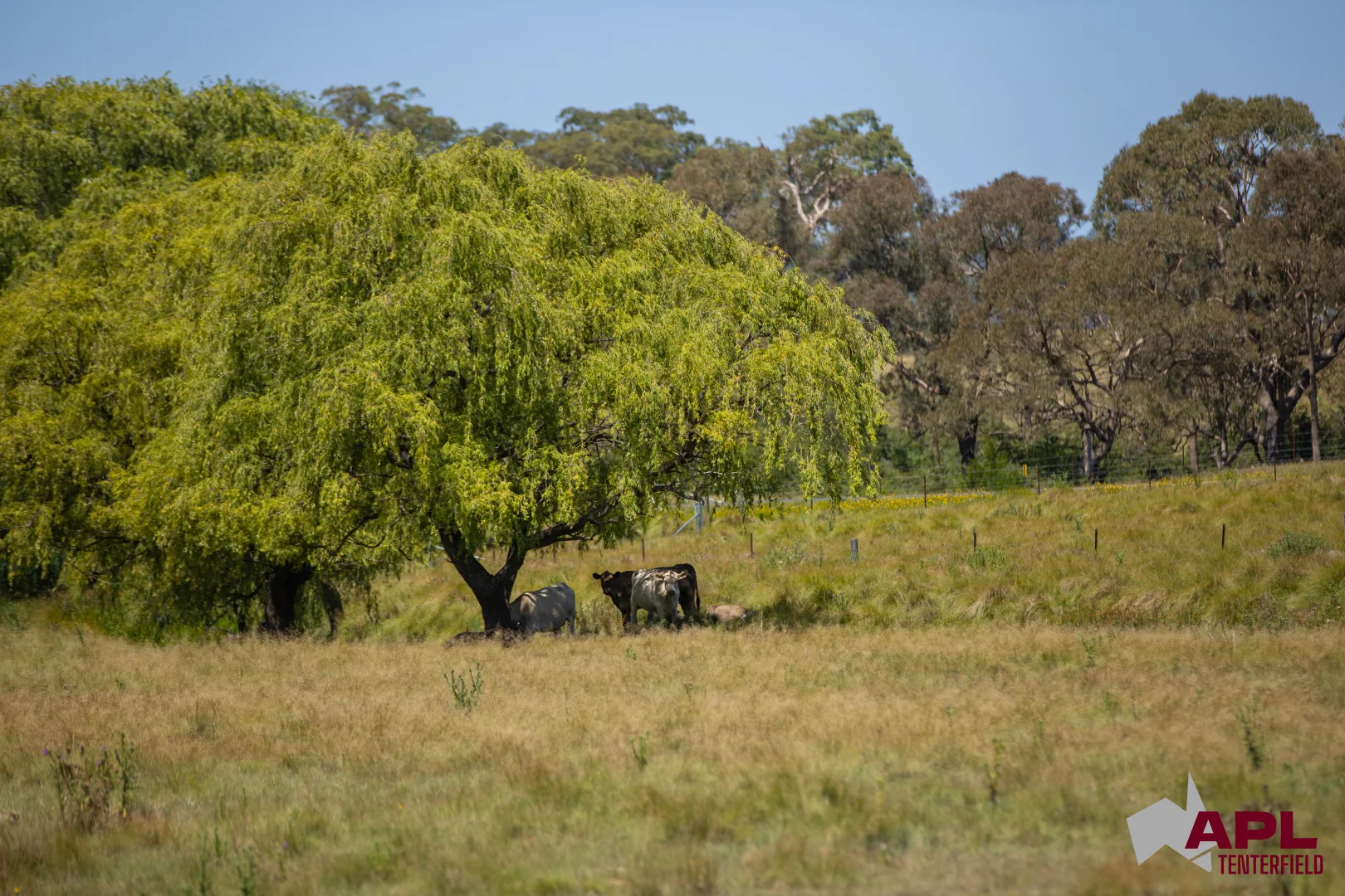Additional image 8 of 210 Pelham Street, Tenterfield NSW 2372
