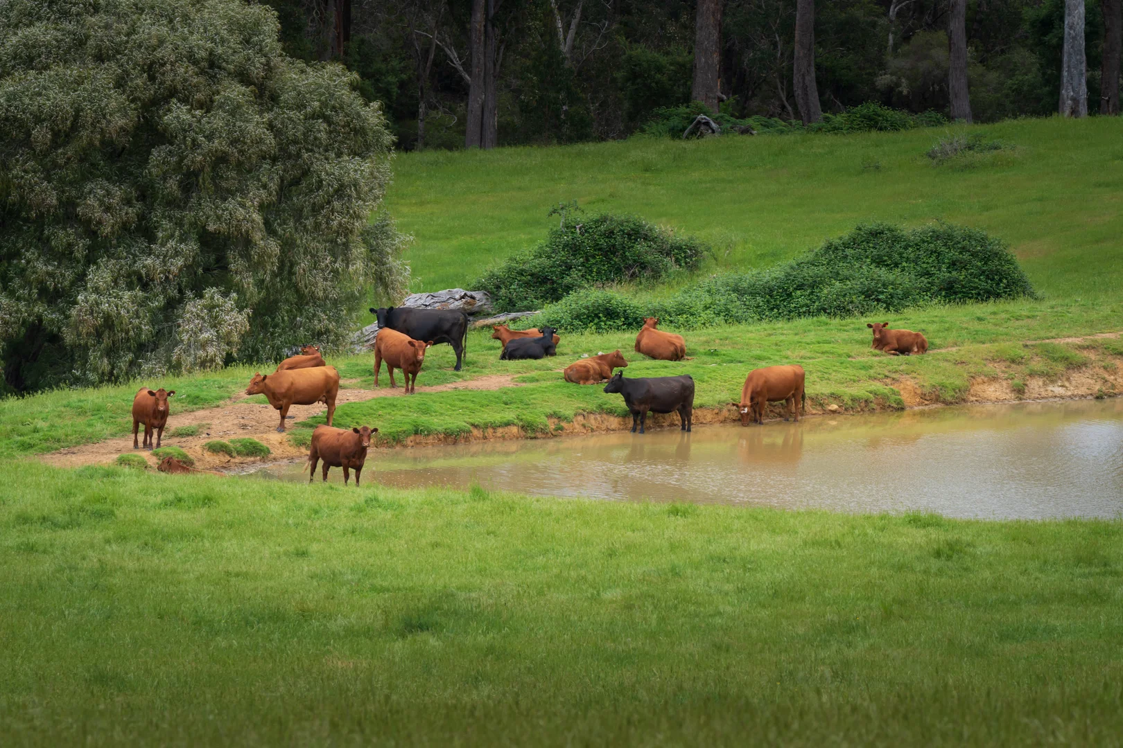 Additional image 2 of Lot 4 Kammann Road (Upper Warren), Manjimup WA 6258