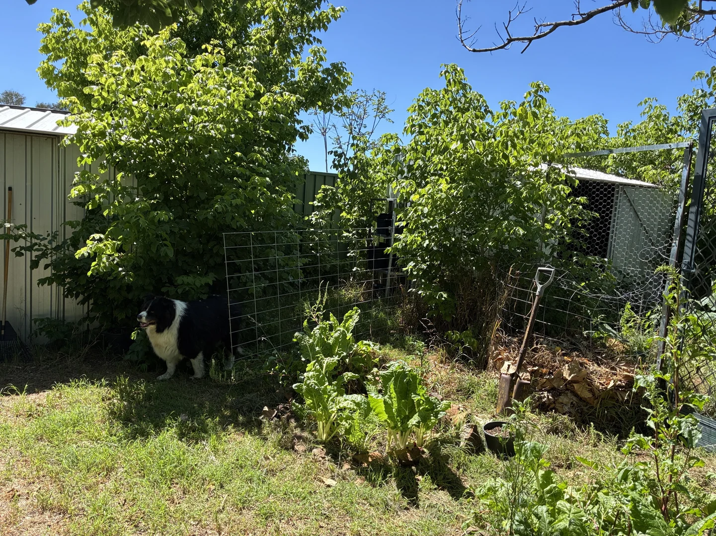 Additional image 27 of 4 Norman Street, Binnaway NSW 2395