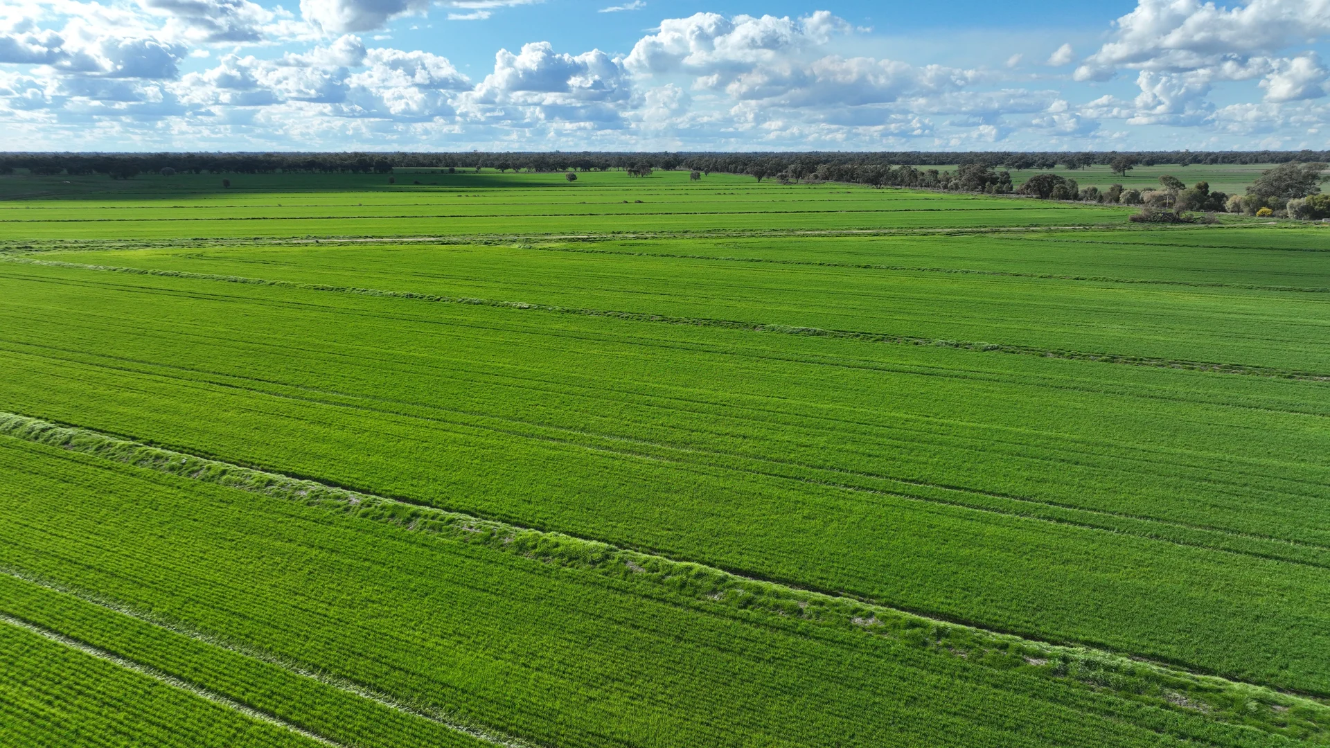 Additional image 7 of Calimo Park Brassi Road, Deniliquin NSW 2710