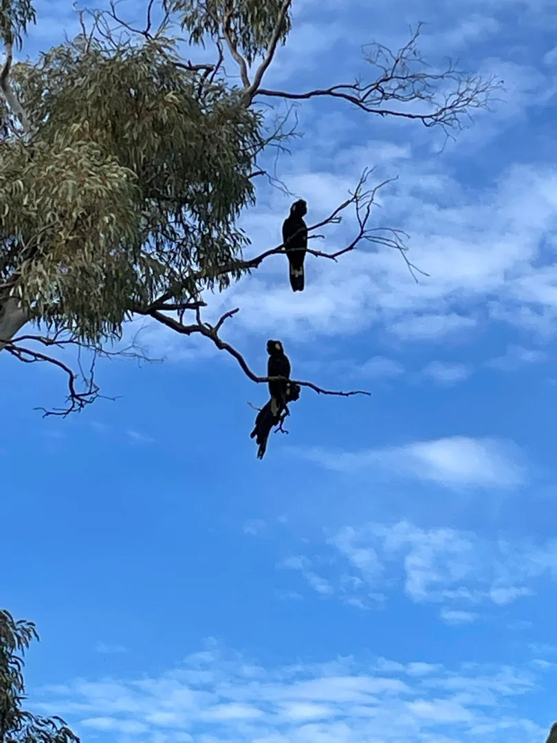 Additional image 26 of 274 Willow Glen Road, Lower Boro NSW 2580