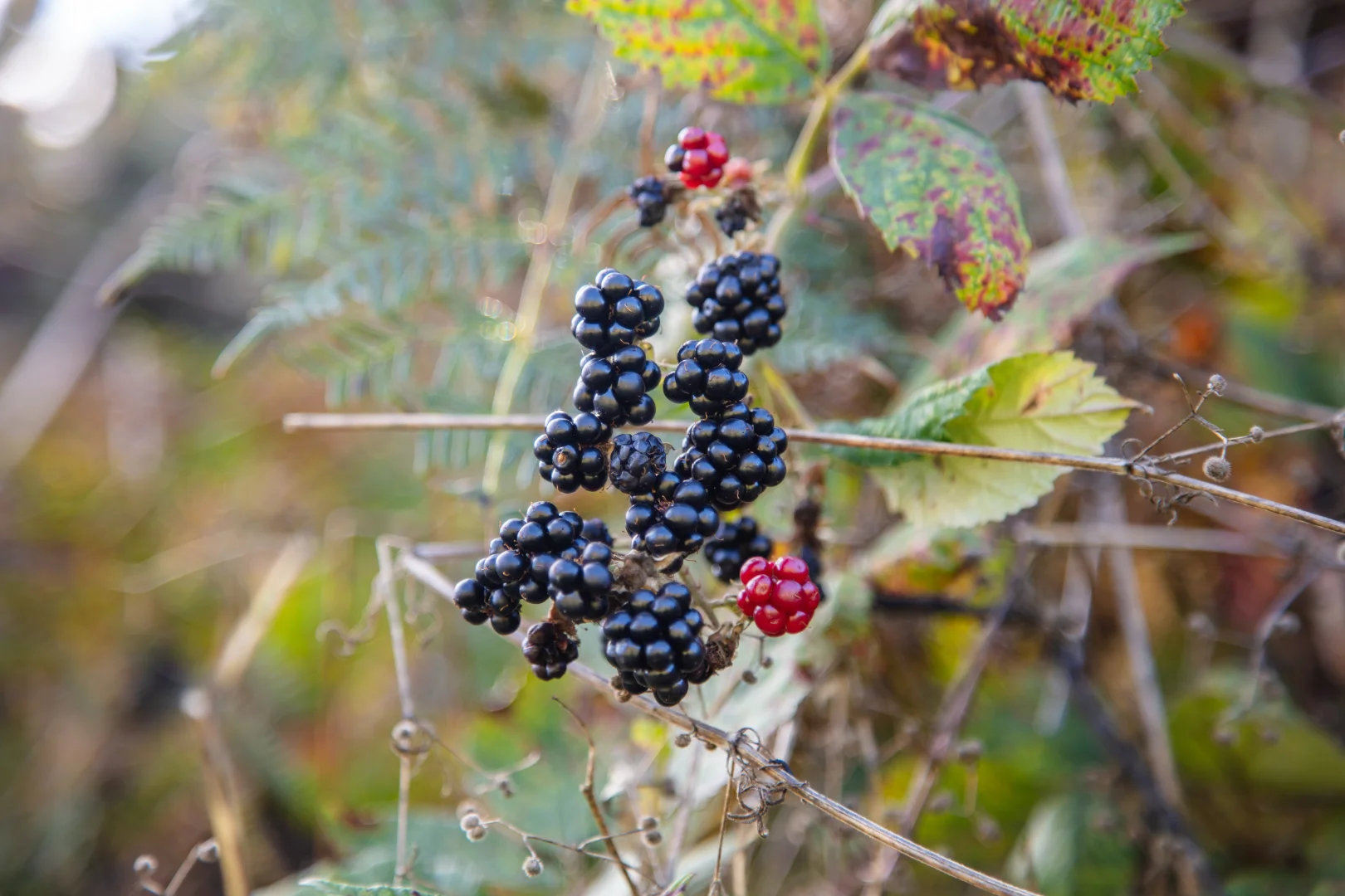 Additional image 21 of 290 Woods Hill Road, Ashton SA 5137