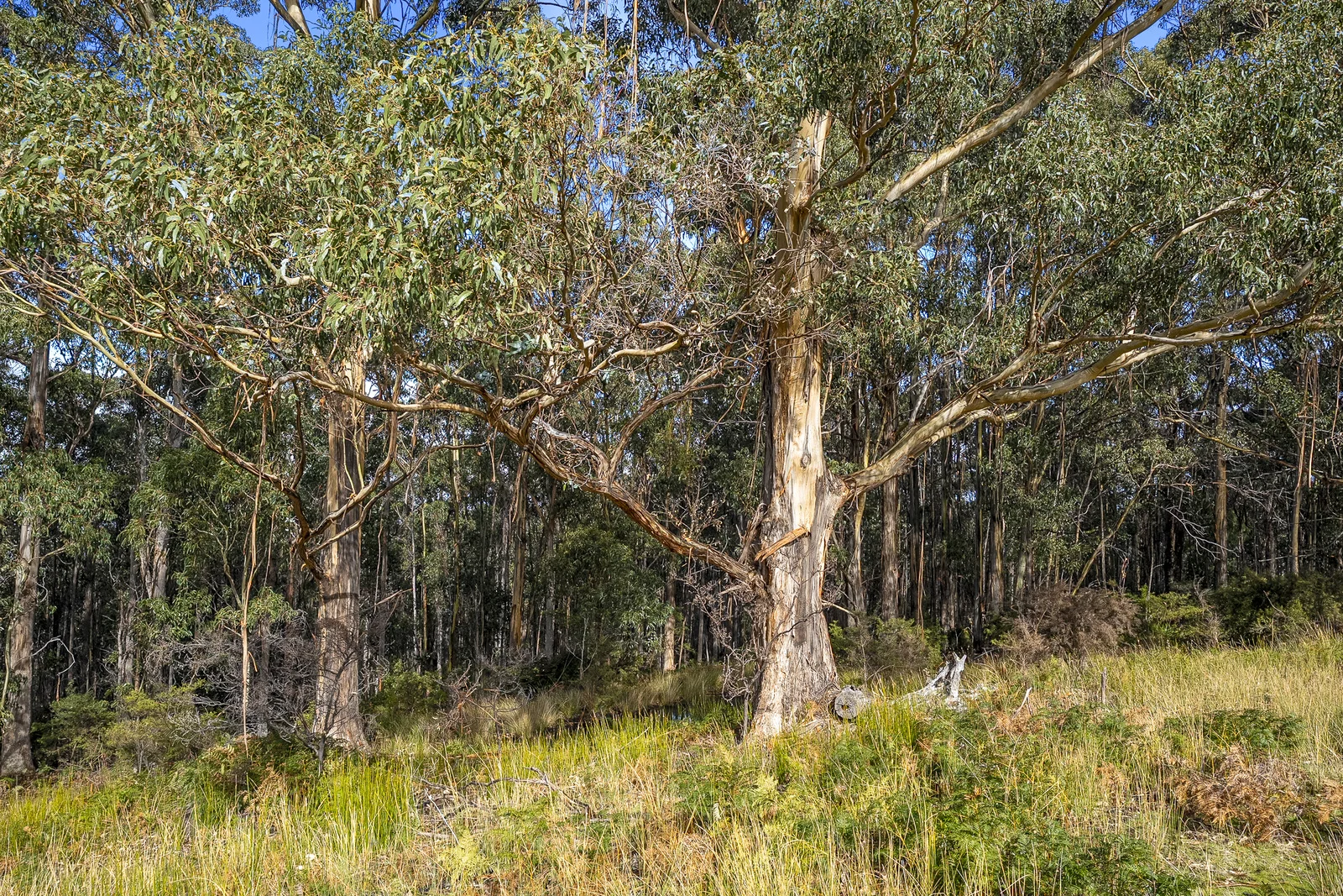 Additional image 14 of Lot 1 Longmans Road, Snug TAS 7054