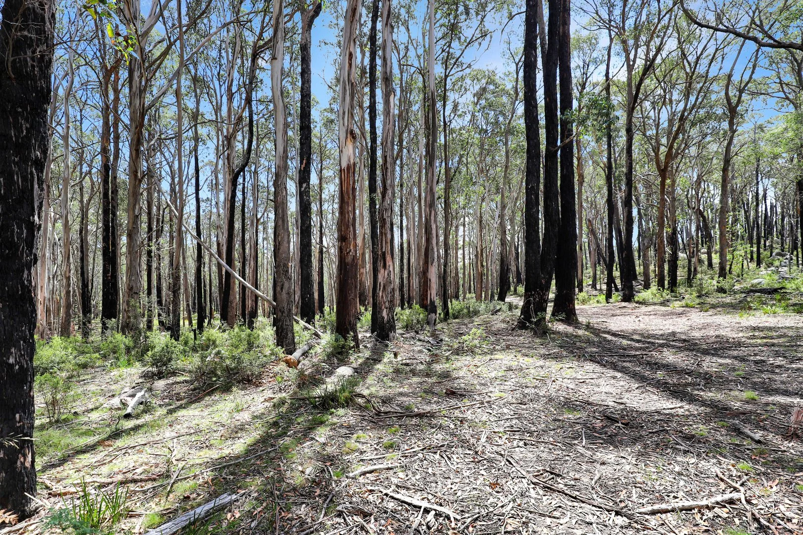 Additional image 12 of Lot 51 Tantawangalo Mountain Road, Cathcart NSW 2632