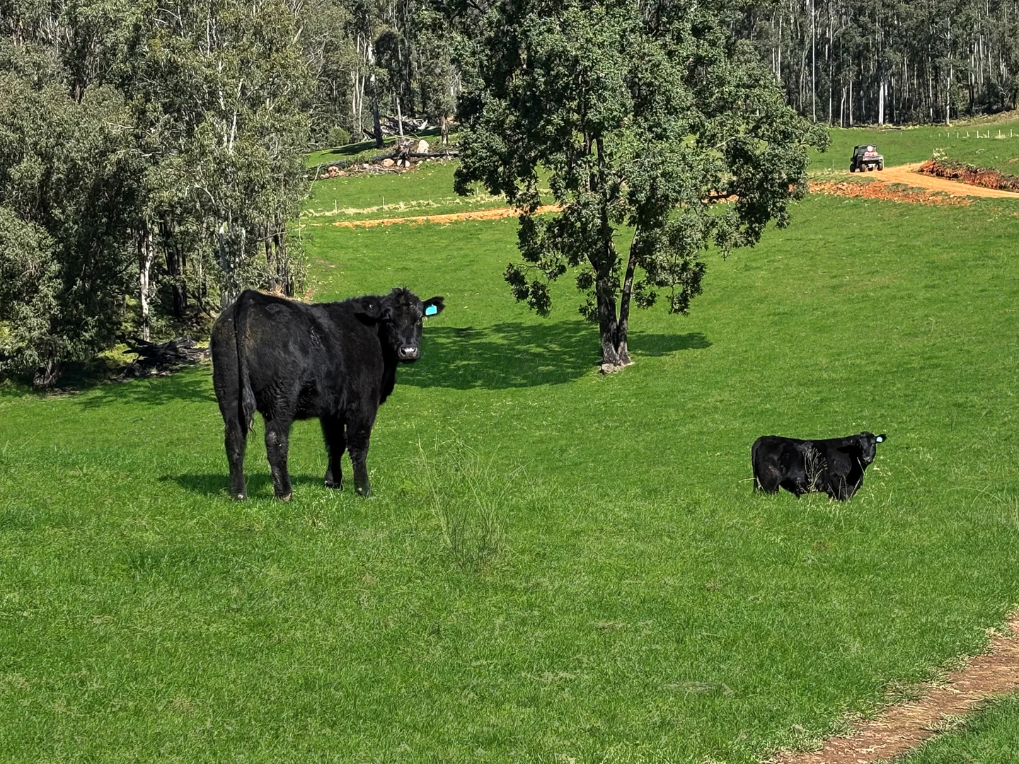 Additional image 24 of Nowendoc NSW 2354