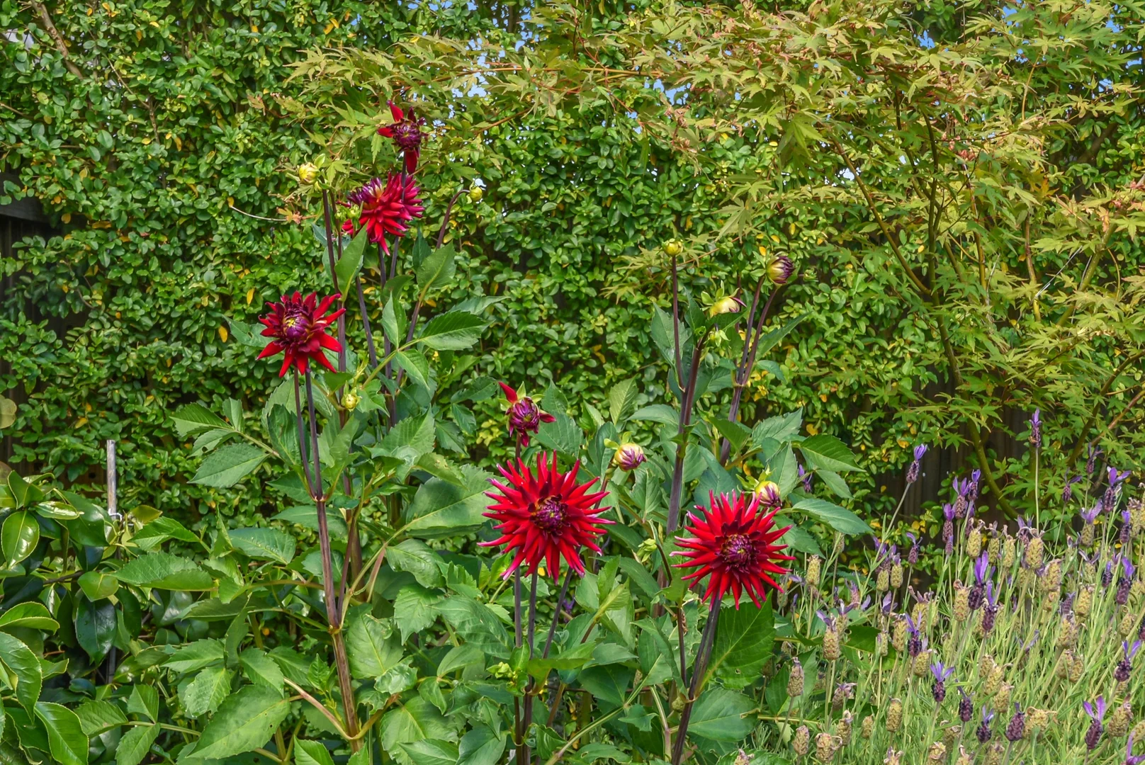 Additional image 21 of 21B Napoleon Street, Perth TAS 7300