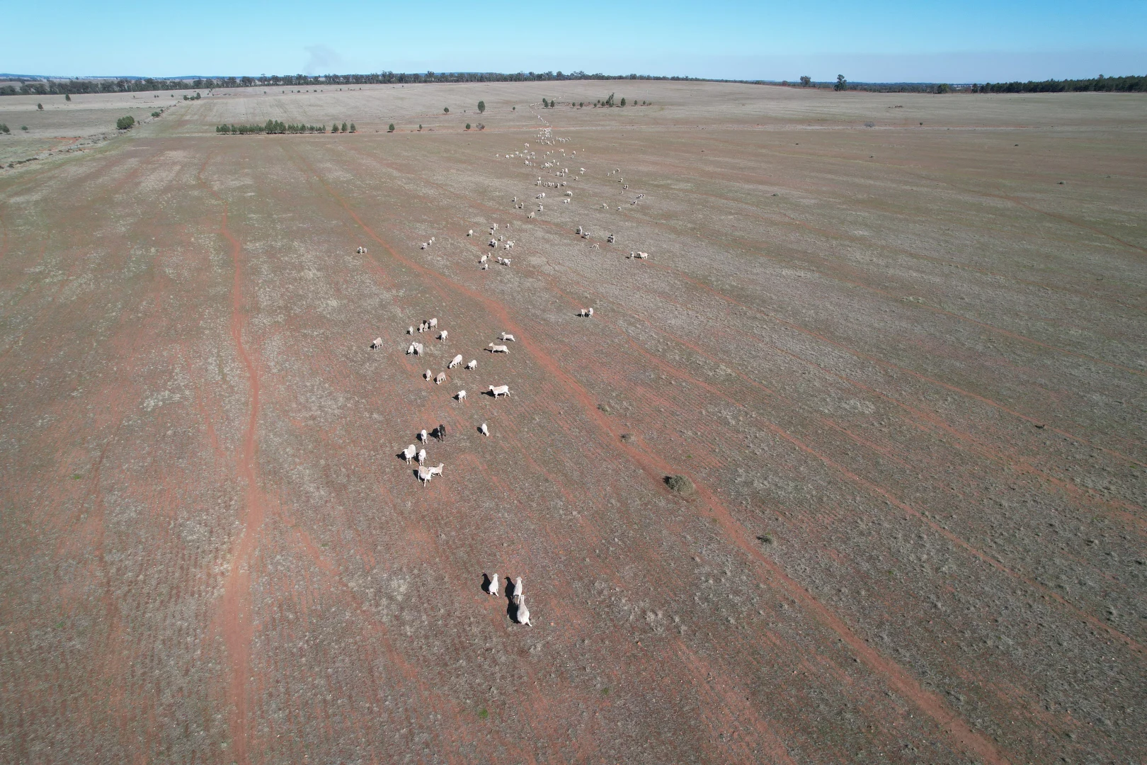 Additional image 7 of 1826 Tallimba Road, West Wyalong NSW 2671