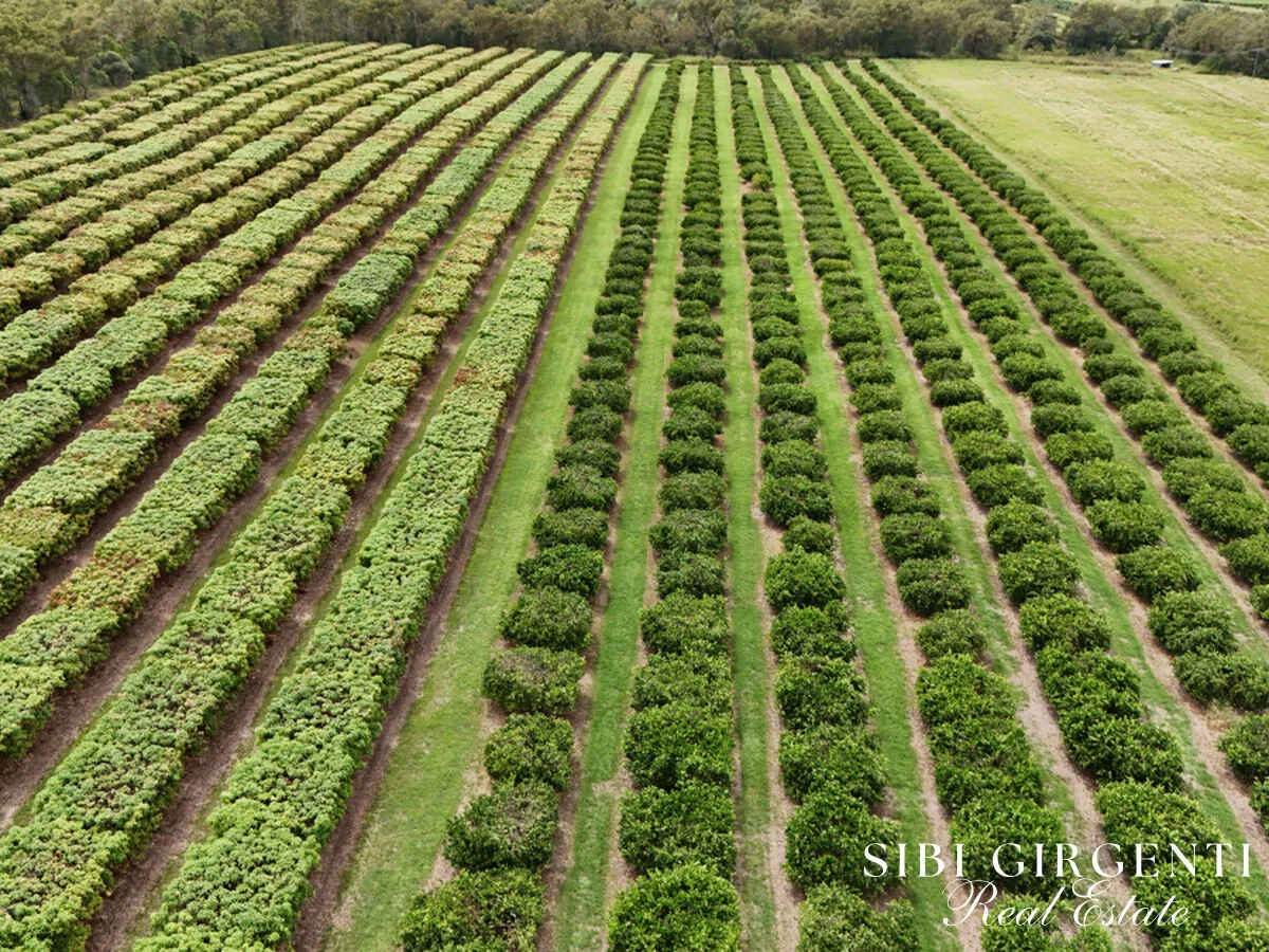 Additional image 3 of 78 Fabris Road, Dimbulah QLD 4872