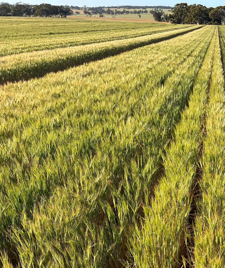Additional image 8 of . 'Wells', Quairading WA 6383