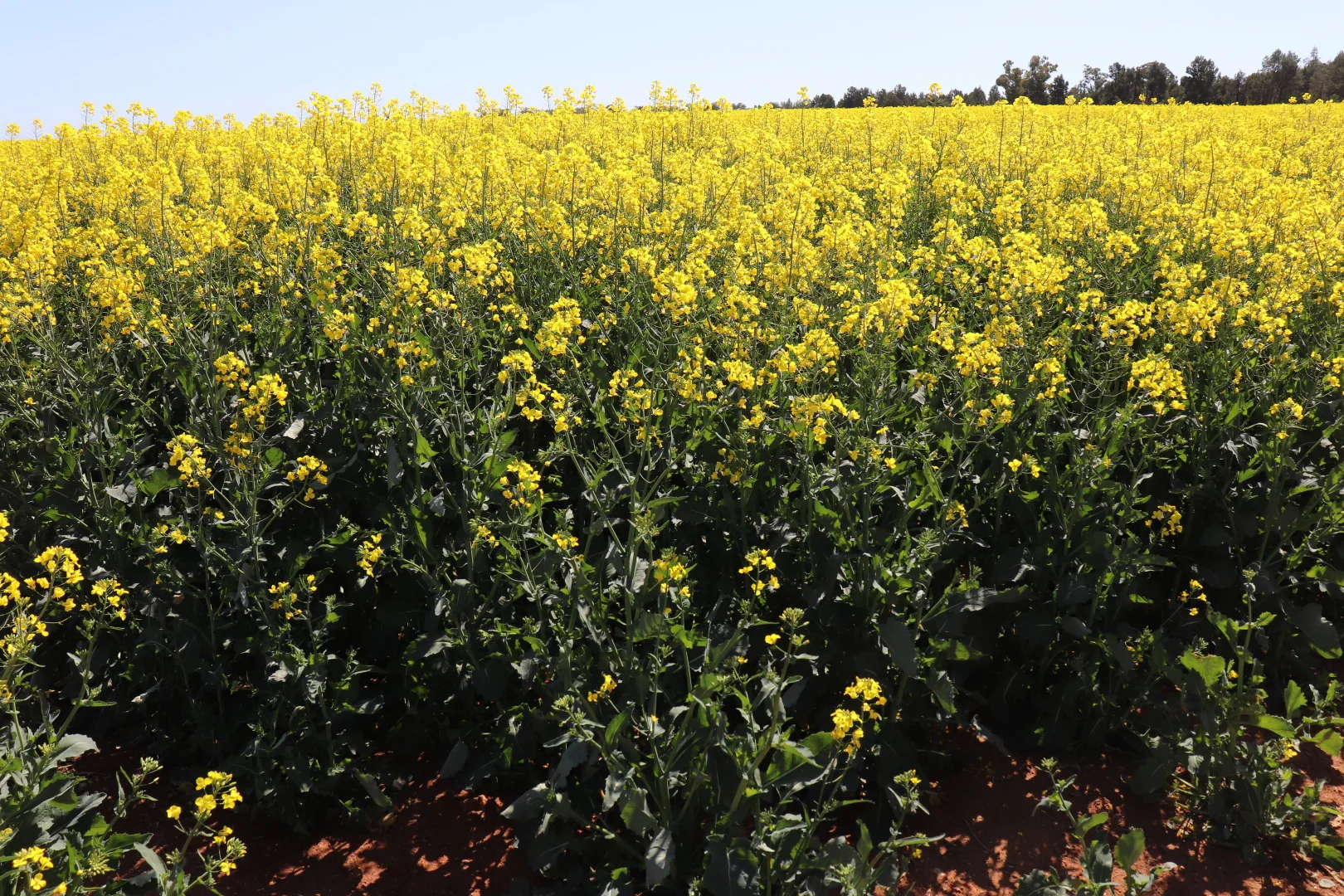 Additional image 24 of 349 Warregal Road, Parkes NSW 2870