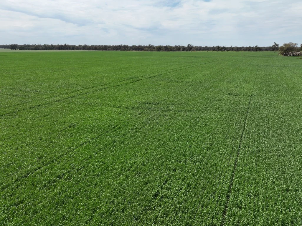 Additional image 16 of 849 Brushwood North Rd, Coolamon NSW 2701