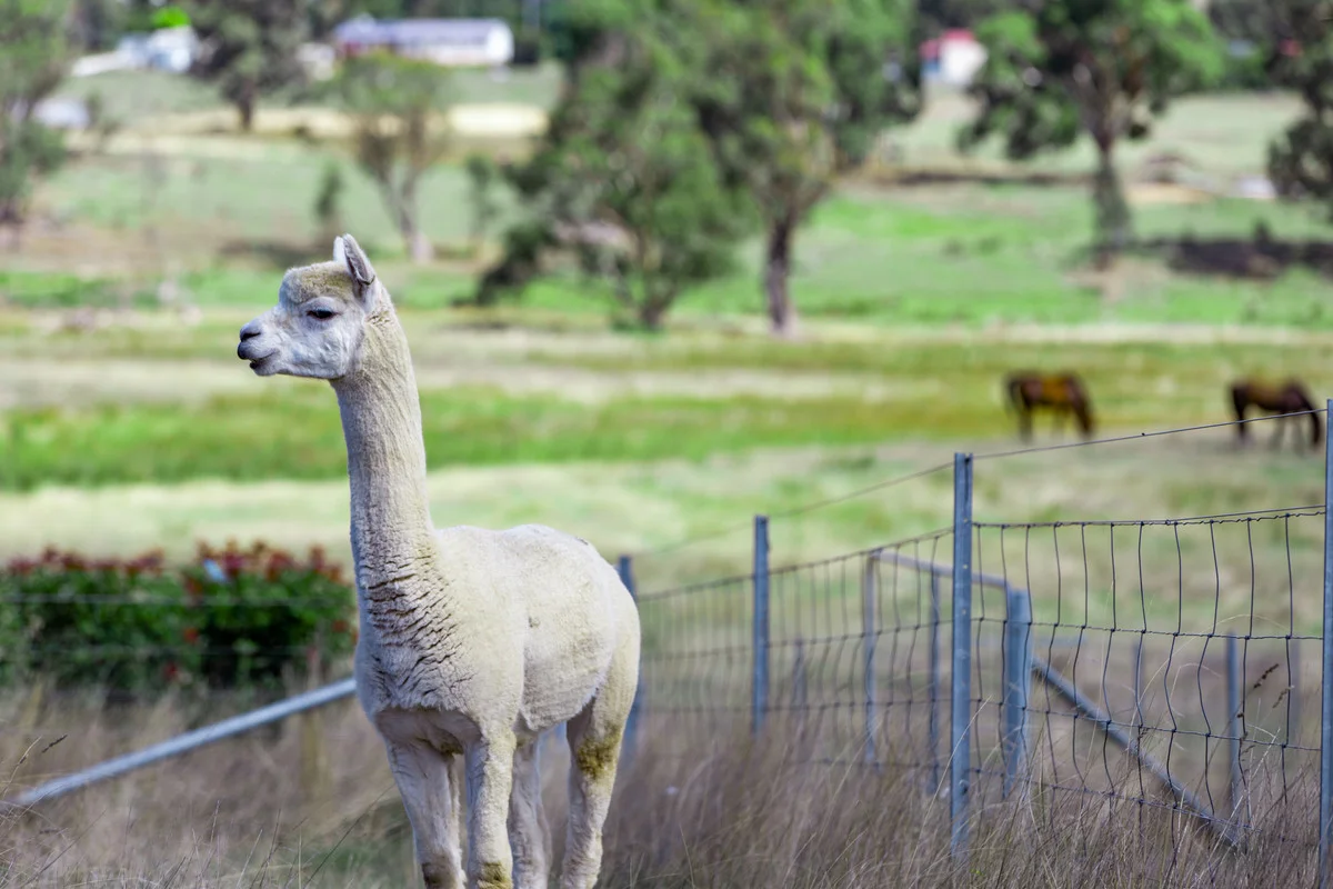 Additional image 6 of 45 Hewitts Lane, Grabben Gullen, Crookwell NSW 2583