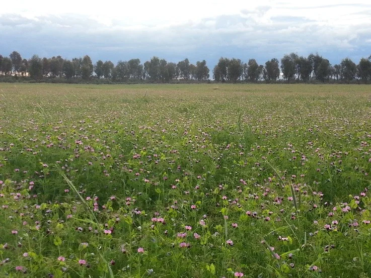 Additional image 8 of Lot 1, 905 Ngallo Road, Carina VIC 3512