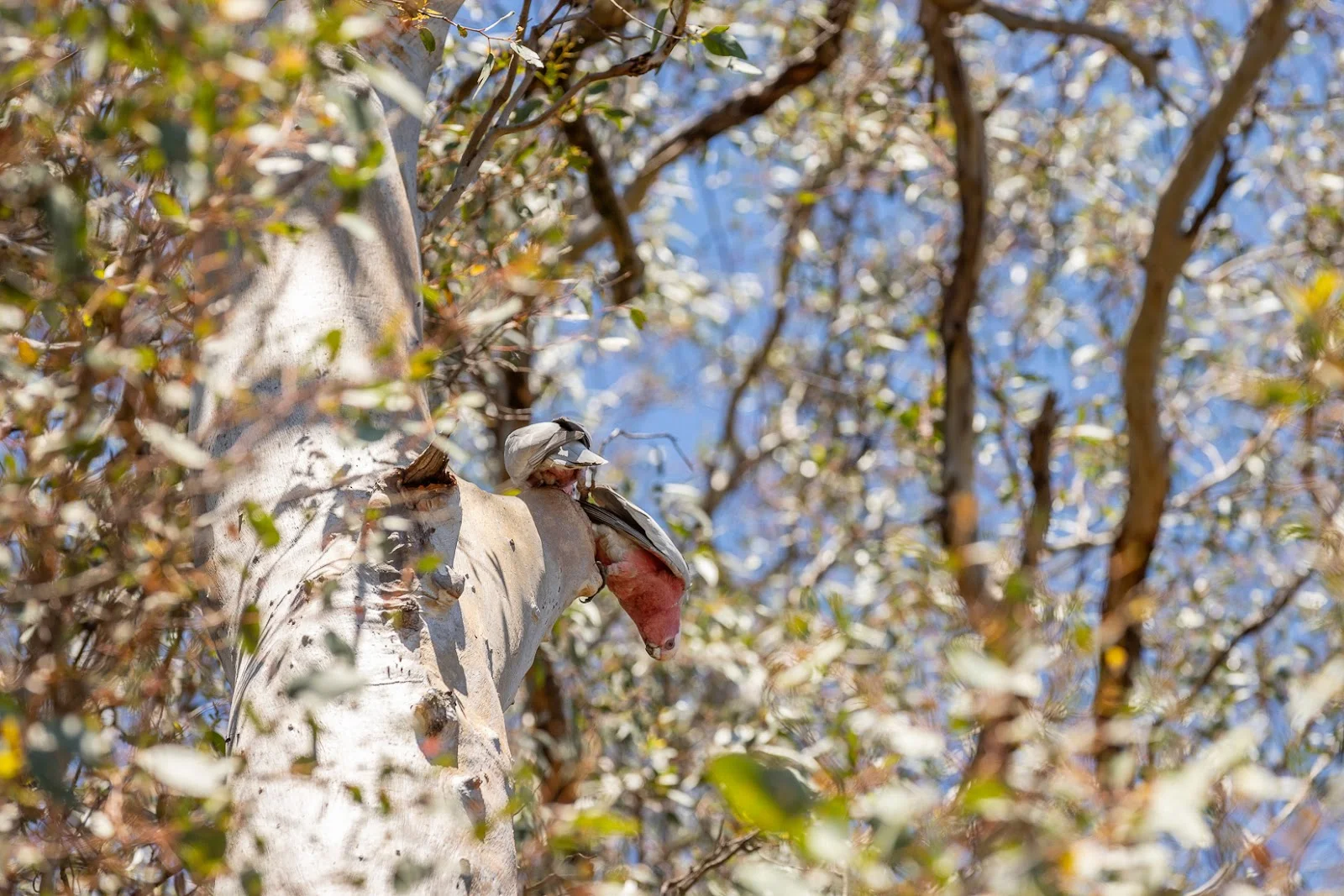 Additional image 19 of South Guildford WA 6055