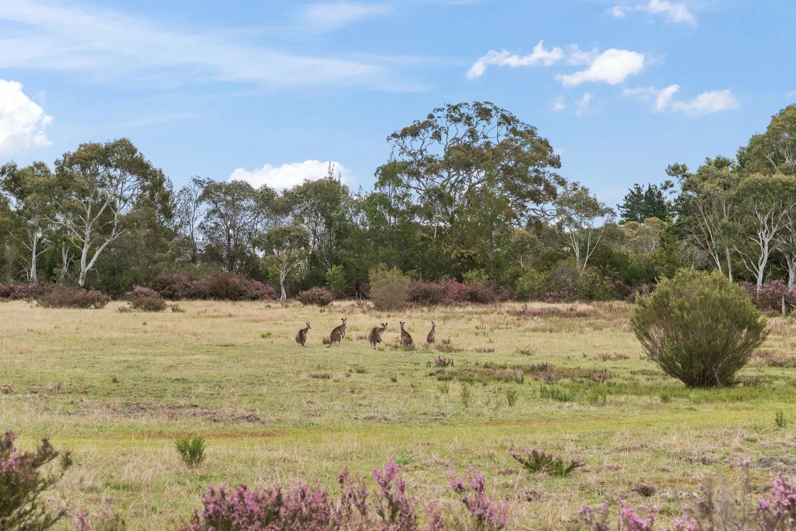 Additional image 25 of 86 Gilberts Lane, Braidwood NSW 2622