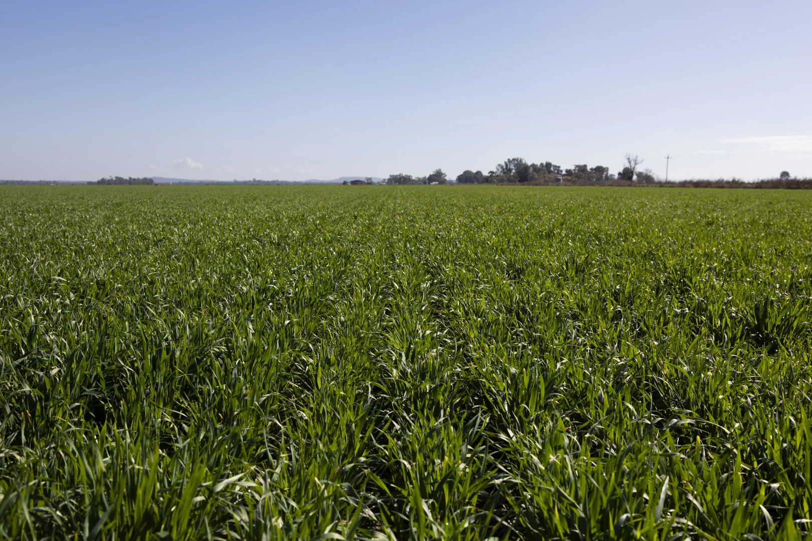 Additional image 15 of Lot 1 Farm/360 Condon Rd, Bilbul NSW 2680