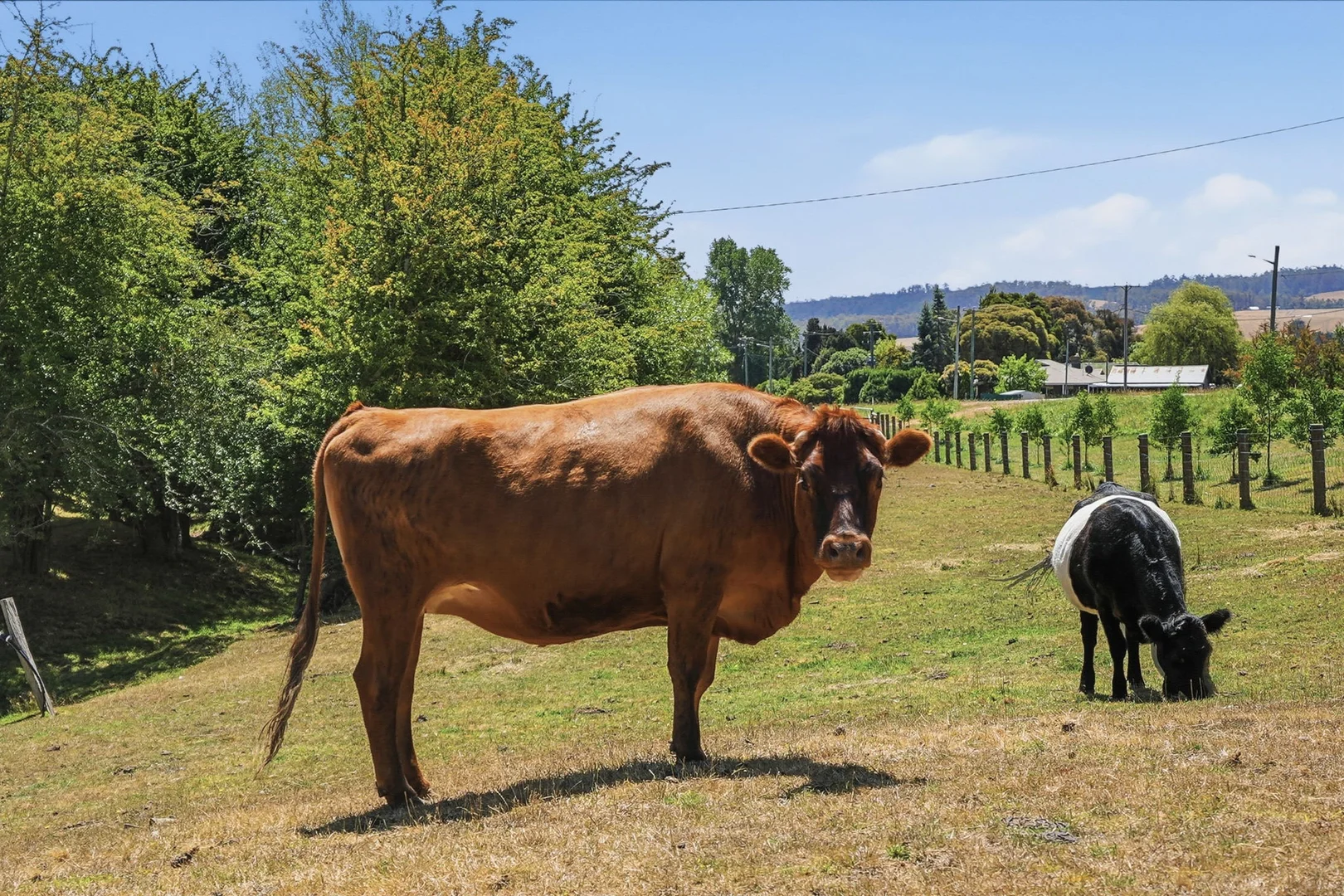 Additional image 20 of 1867 Lilydale Road, Lilydale TAS 7268