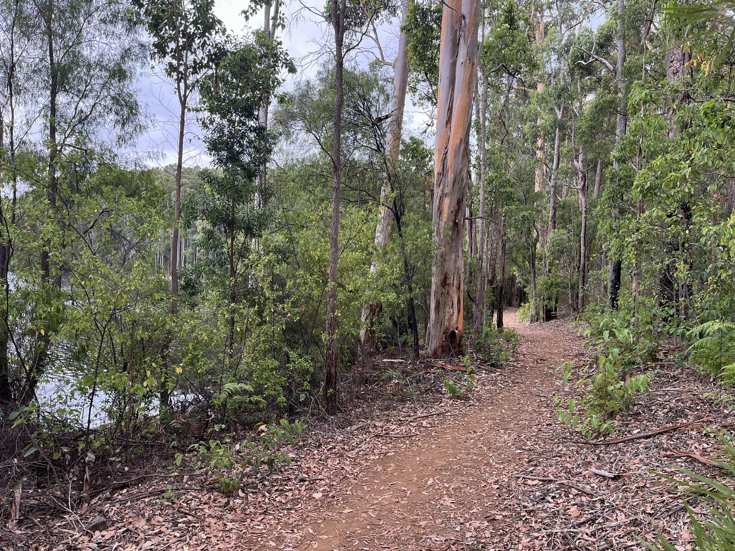 Additional image 4 of Lot 165 Karri Lane, Quinninup WA 6258