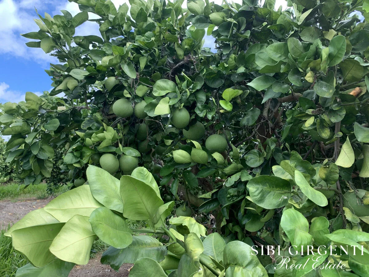 Additional image 16 of 1611 Mareeba-Dimbulah, Arriga QLD 4880