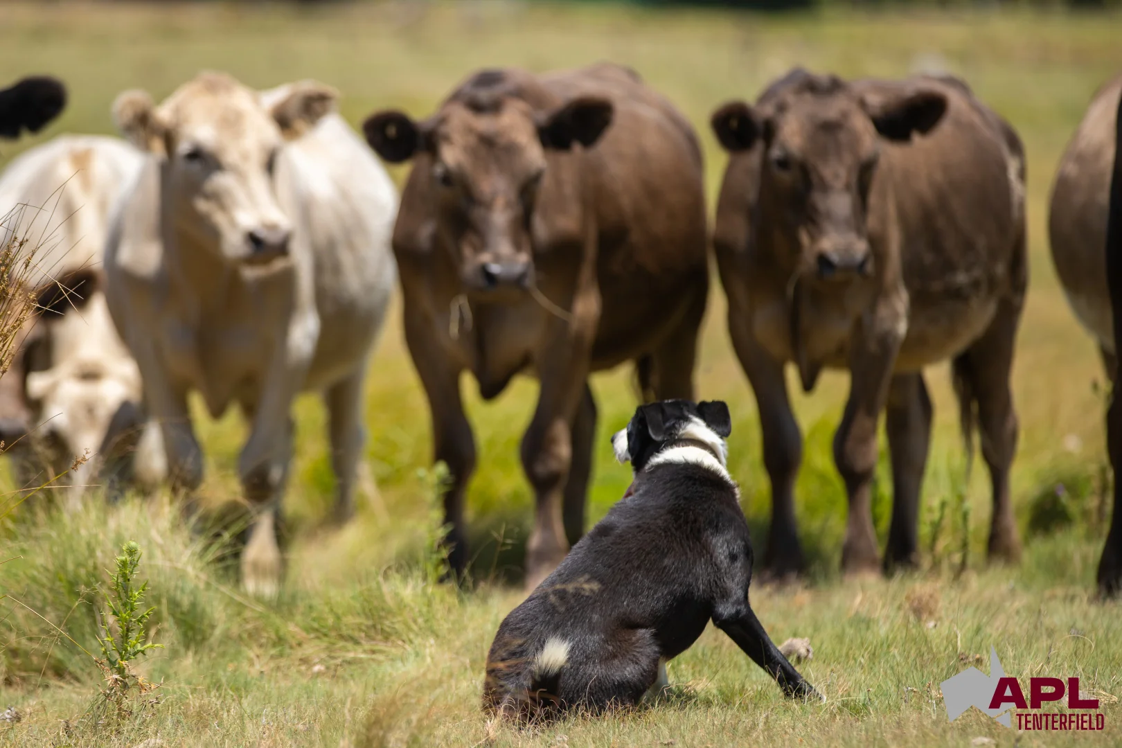 Additional image 3 of 210 Pelham Street, Tenterfield NSW 2372