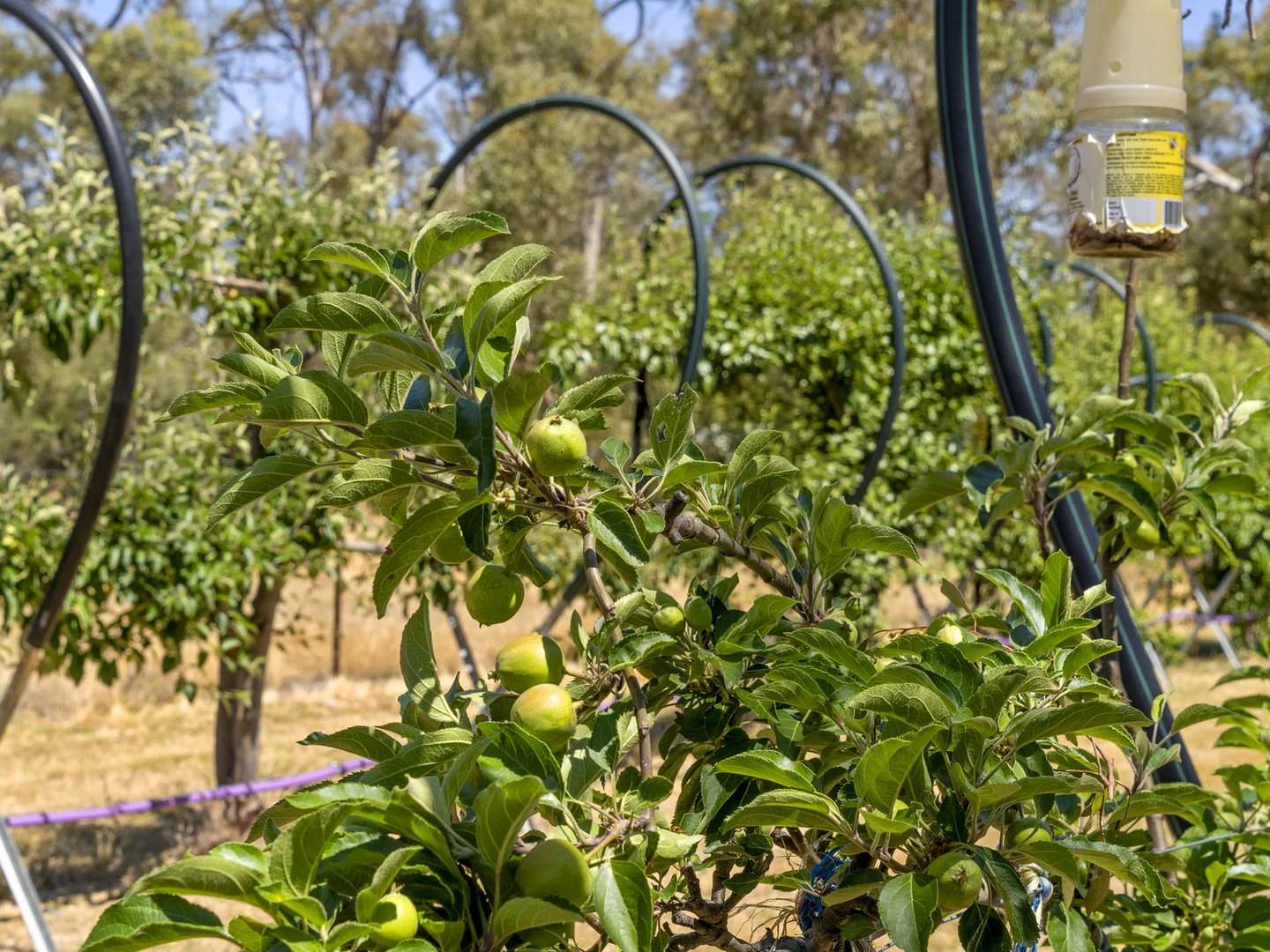 Additional image 43 of 4572 Murray Valley Highway, Rutherglen VIC 3685