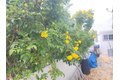 Additional image 8 of 9850 Garfield Ave Spc 91, Huntington Beach, CA, 92646