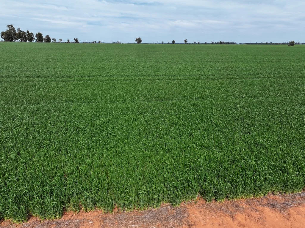 Additional image 20 of 849 Brushwood North Rd, Coolamon NSW 2701