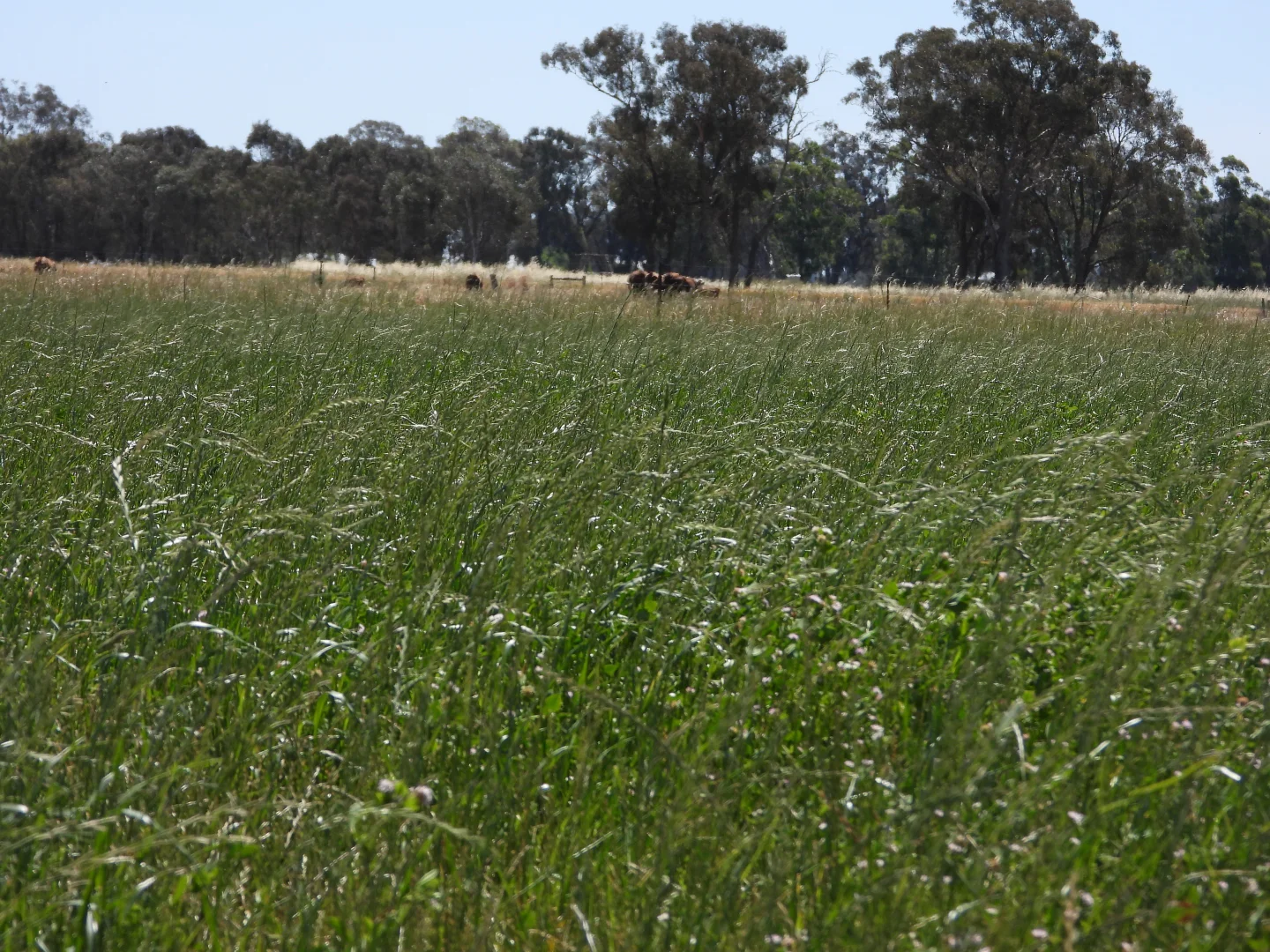 Additional image 15 of 1448 Labuan Road, Marungi VIC 3634