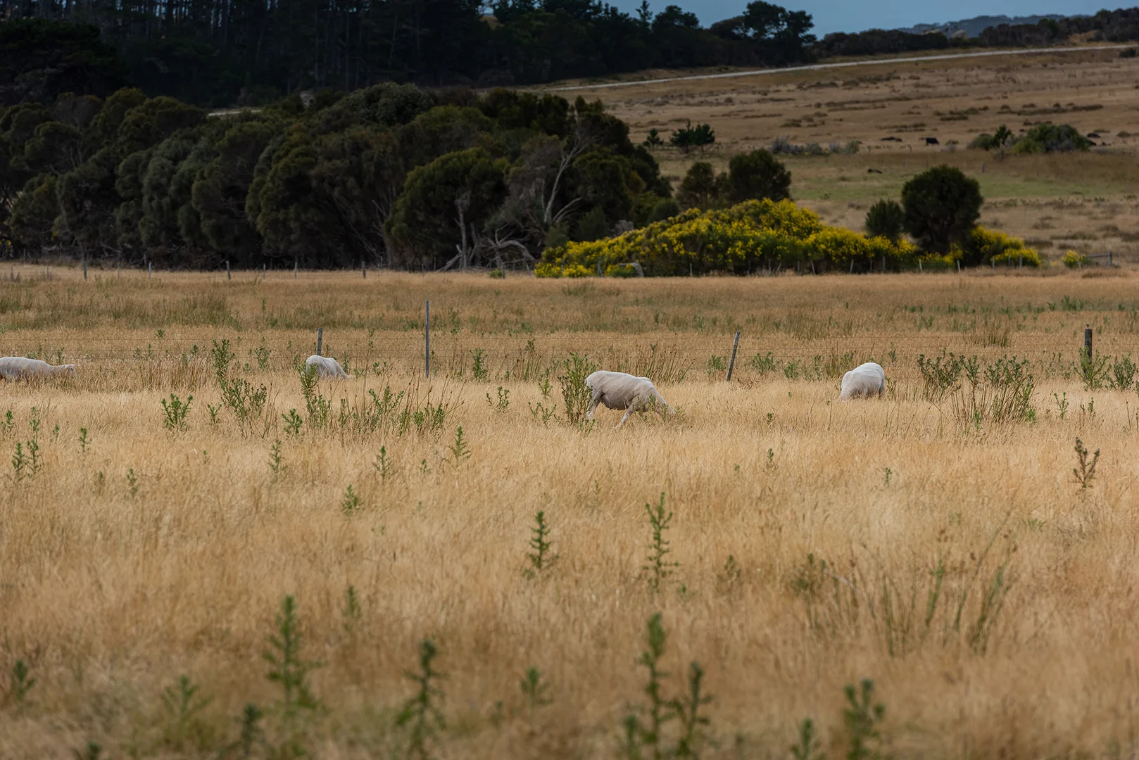 Additional image 13 of Lot 1, 22 Baileys Lane, Whitemark TAS 7255