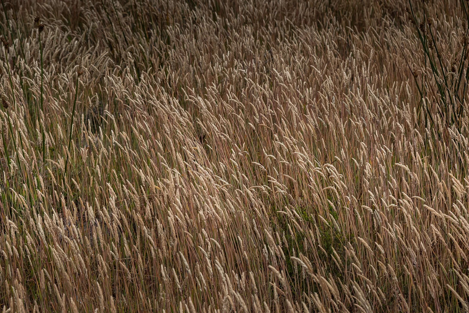 Additional image 15 of Lot 1, 22 Baileys Lane, Whitemark TAS 7255