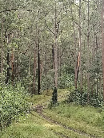 Additional image 19 of 702 Comboyne Road, Byabarra NSW 2446