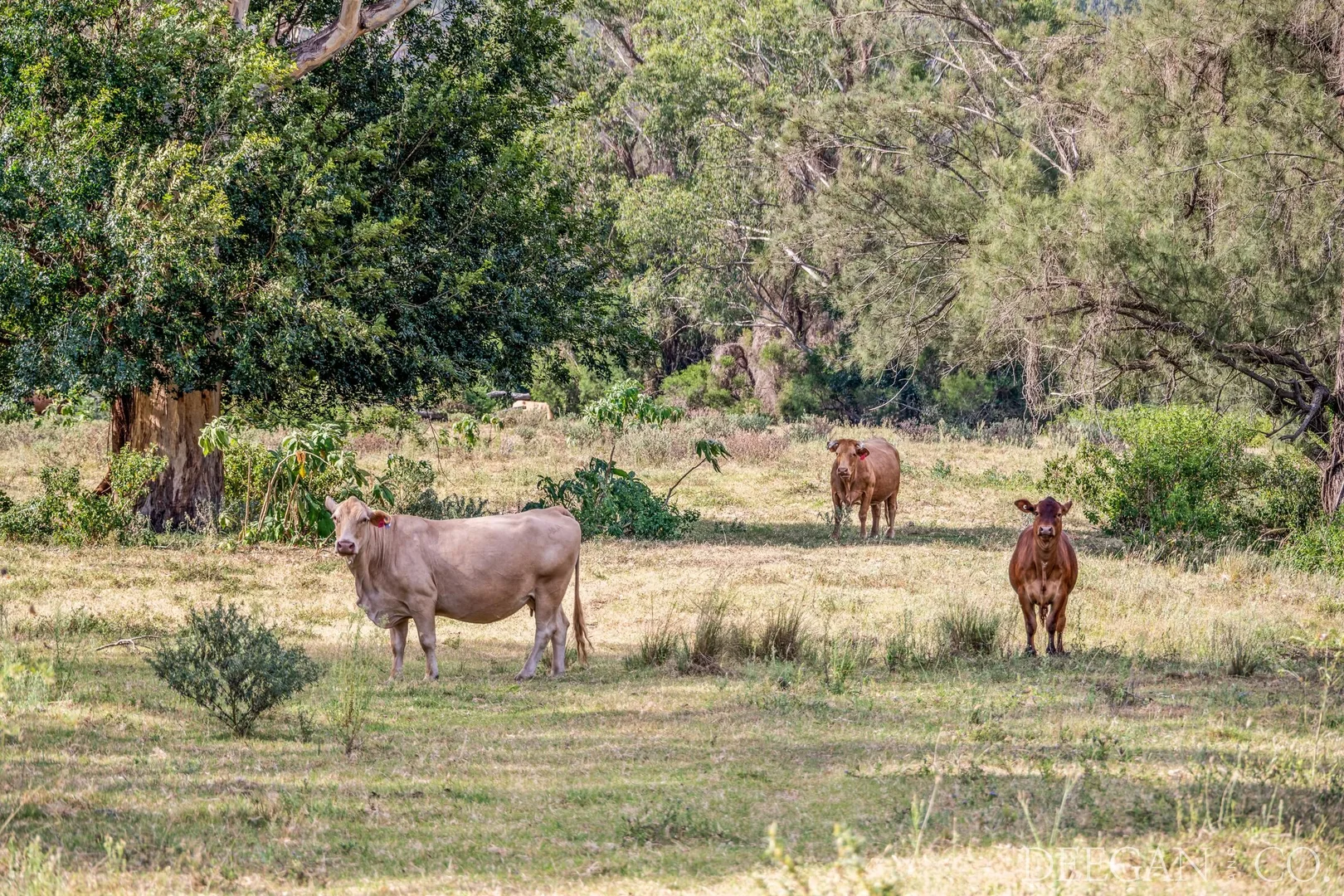 Additional image 17 of 501 Glenhowden Road, Colinton QLD 4314